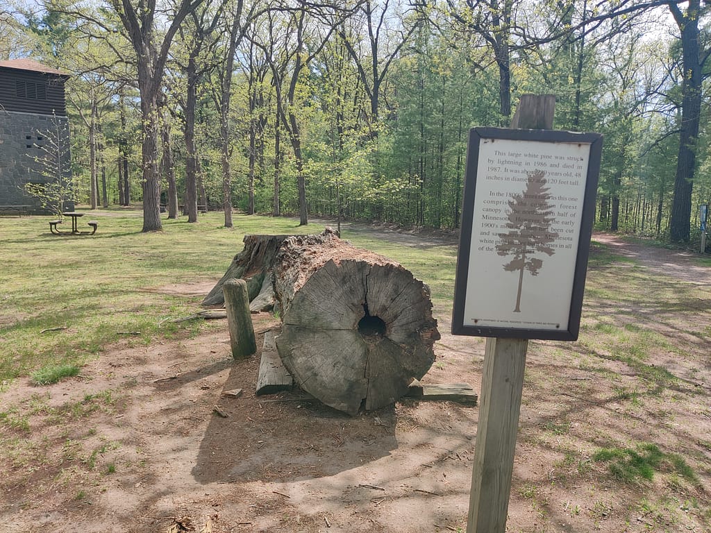 White ash tree and informational sign at Charles A. Lindbergh State Park in Little Falls, MN
