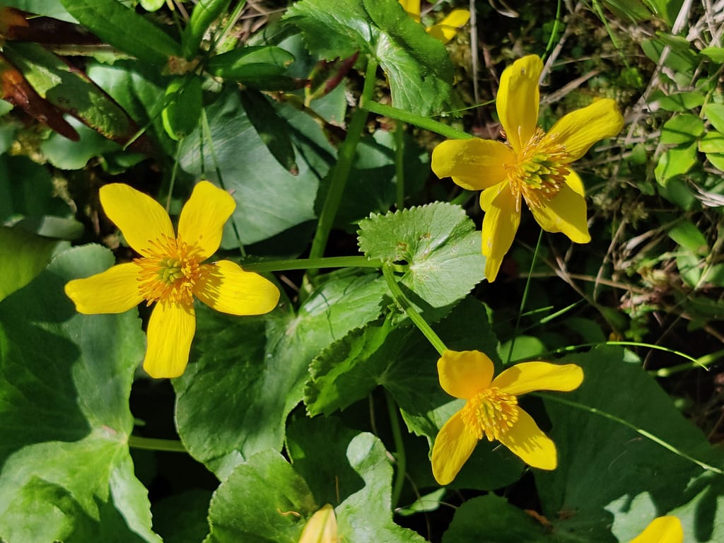 Yellow flowers on the Bog Walk Trail at Lake Bemidji State Park in Bemidji, MN