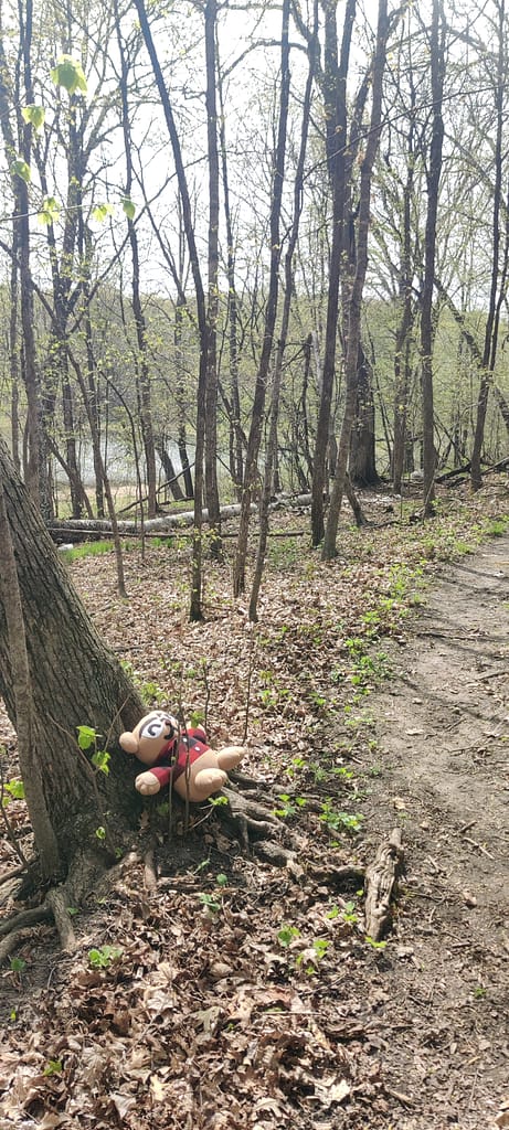 Cardibear chilling by at tree on the Woodland Nature Loop at Maplewood State Park in Pelican Rapids, MN