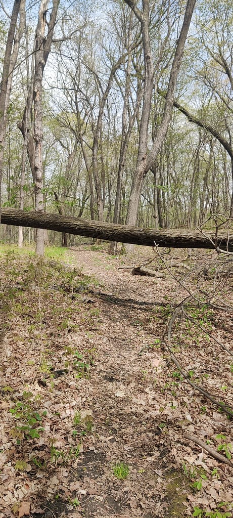 Down tree on the Woodland Nature Loop at Maplewood State Park in Pelican Rapids, MN