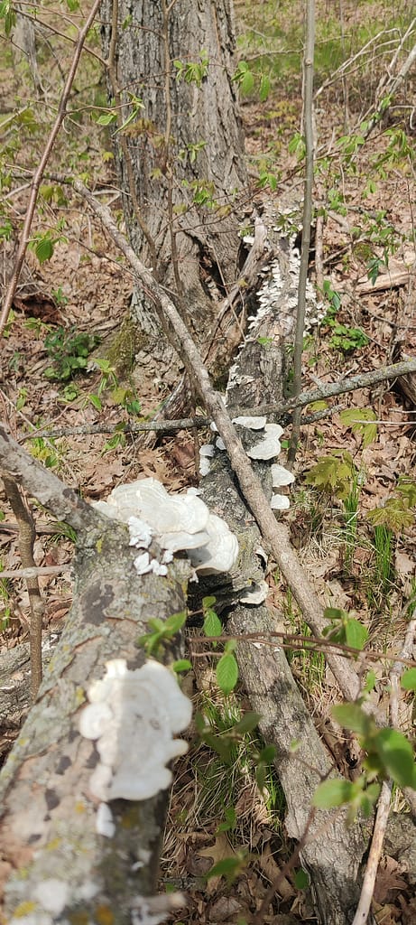 Mushrooms on down tree at Woodland Nature Loop at Maplewood State Park in Pelican Rapids, MN
