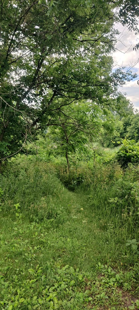 Overgrown area of the trail next to the Cottonwood River at Flandrau State Park in New Ulm, MN.