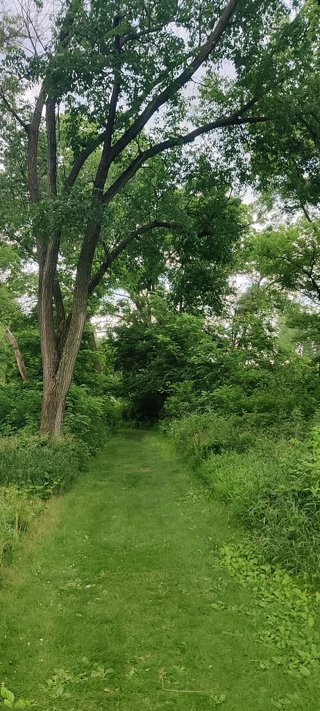 The beginning of the trail. It's lush, green grass leading into the woods at Flandrau State Park in New Ulm, MN.