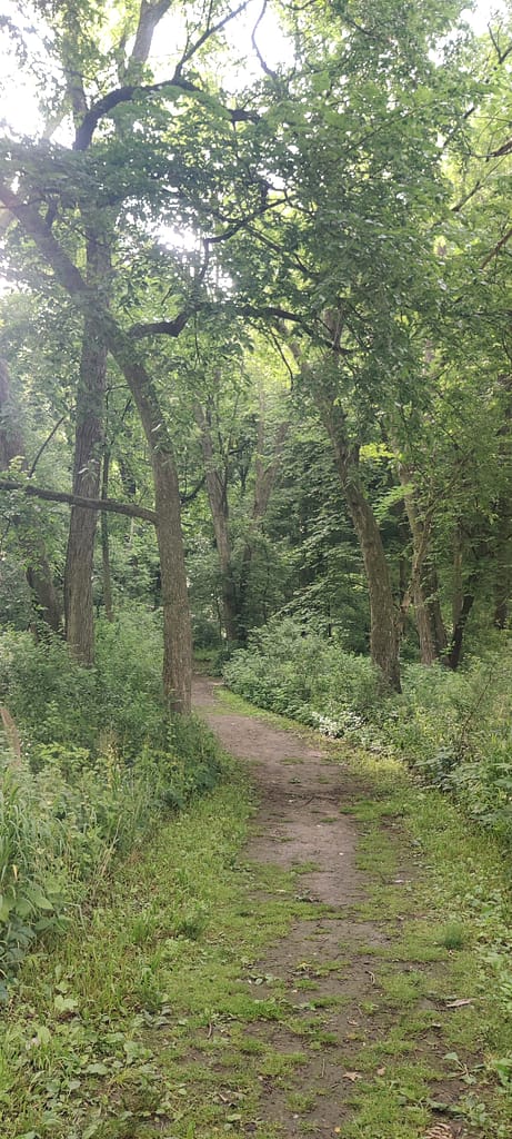 Dirt portion of the trail at Flandrau State Park in New Ulm, MN.
