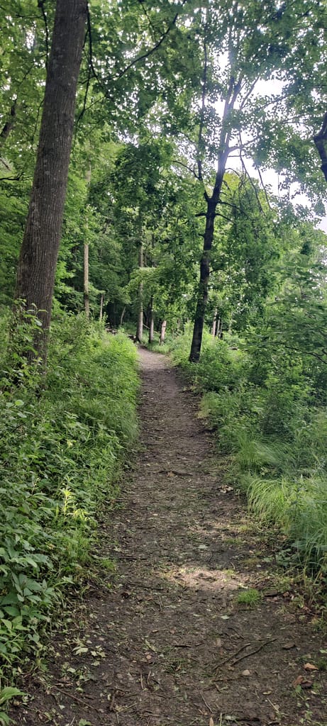 Incline on the first part of the trail at Flandrau State Park in New Ulm, MN.