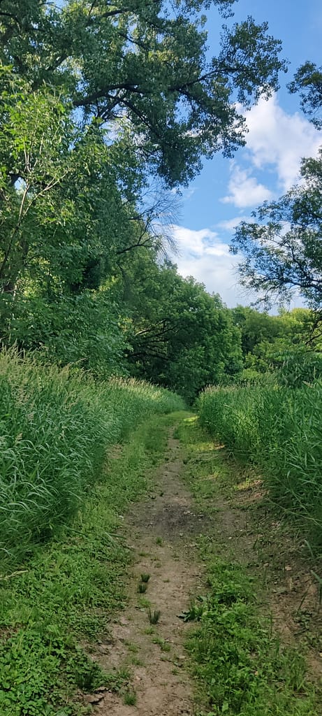 Dirt portion of the trail leading to the prairie at Flandrau State Park in New Ulm, MN.