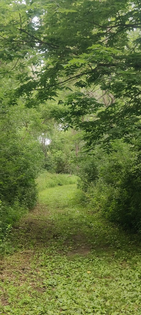 Grassy prairie portion of the trail at Flandrau State Park in New Ulm, MN.