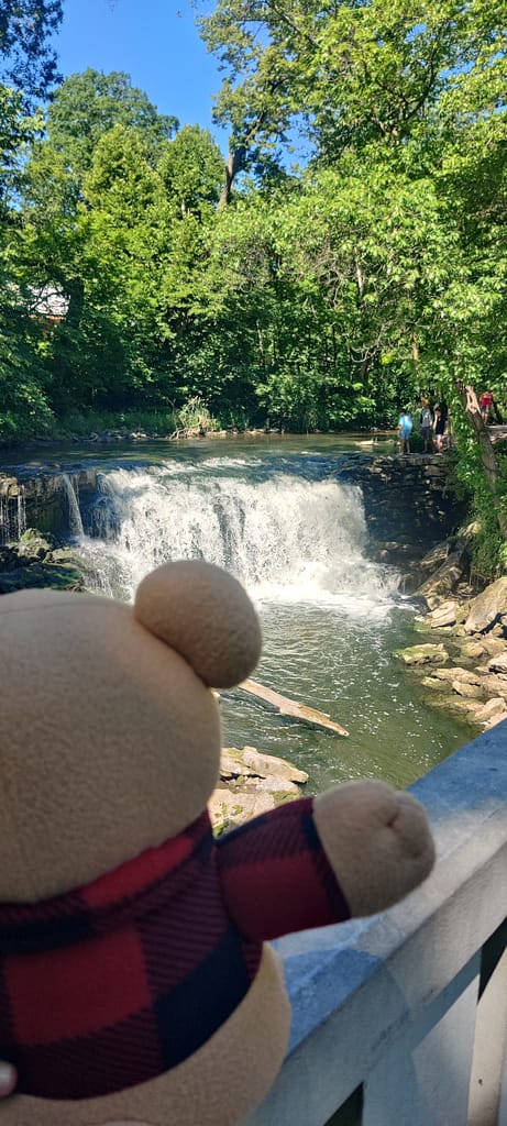 Cardibear watching the upper falls at Minneopa State Park in Mankato, MN