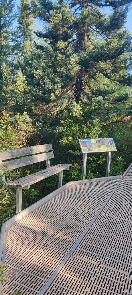 Bench and informational sign on the boardwalk at Big Bog SRA in Waskish, MN