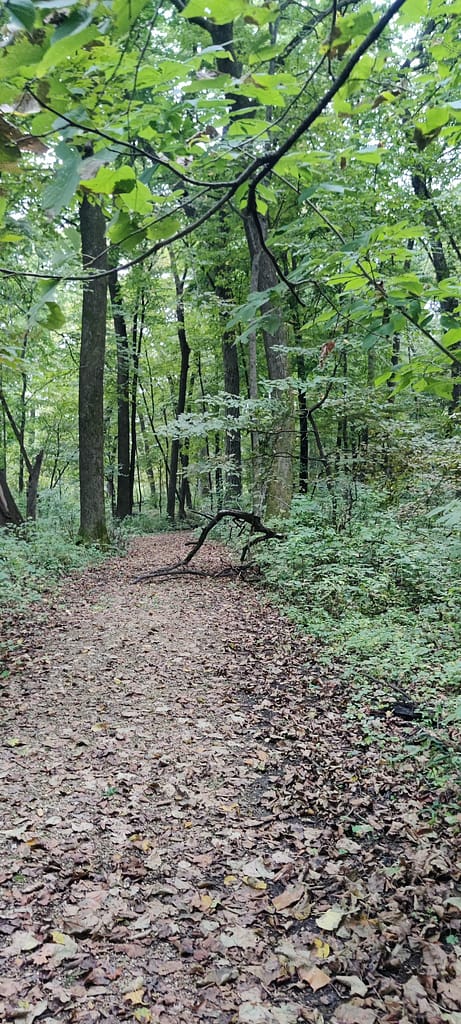 Tree down on the trail at Lake Louise State Park in LeRoy, MN.