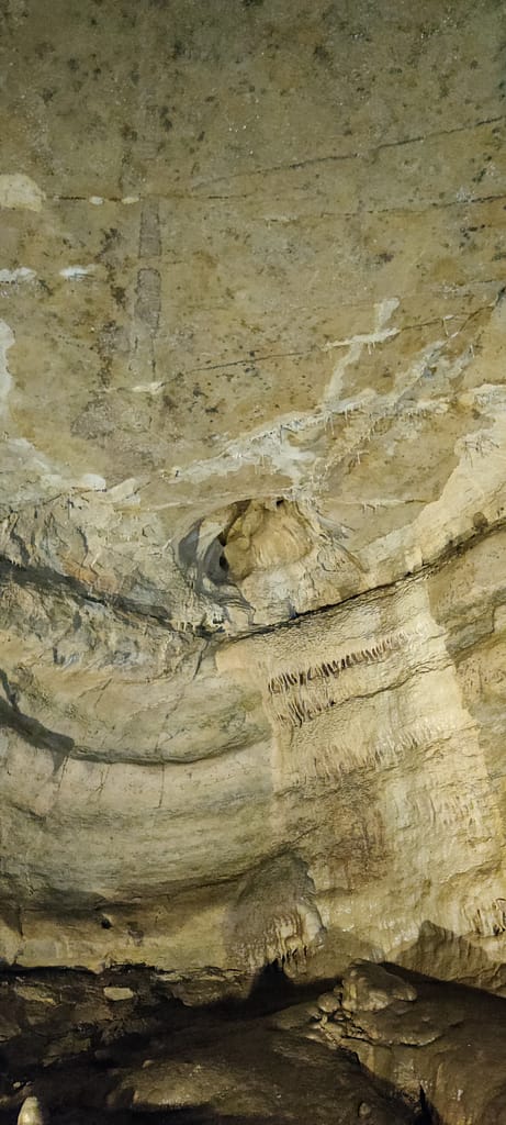 Cephalopod fossils on the ceiling of Mystery Cave at Forestville/Mystery Cave State Park in Prestion, MN