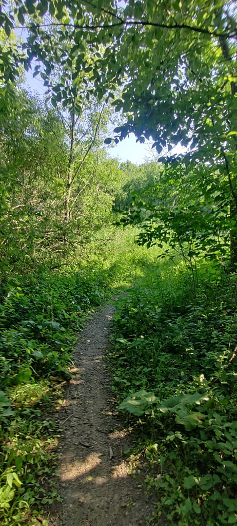 Narrow dirt portion of the trail at Lake Maria State Park in Monticello, MN