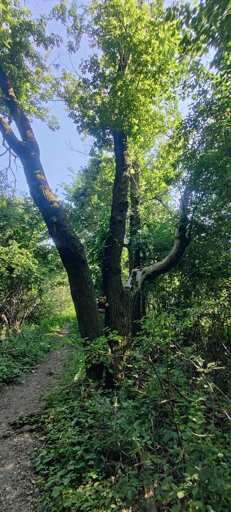 Large tree on the trail at Lake Maria State Park in Monticello, MN