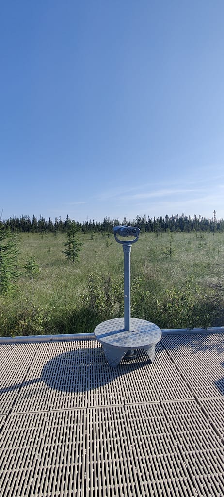 Outlook at the end of the boardwalk at Big Bog SRA in Waskish, MN