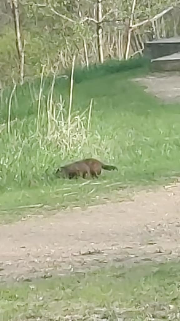 Beaver outside of crappie cabin at Maplewood State Park in Pelican Rapids, MN