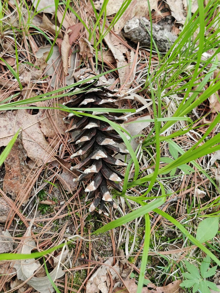 Pinecone on the trail at Charles A. Lindbergh State Park in Little Falls, MN