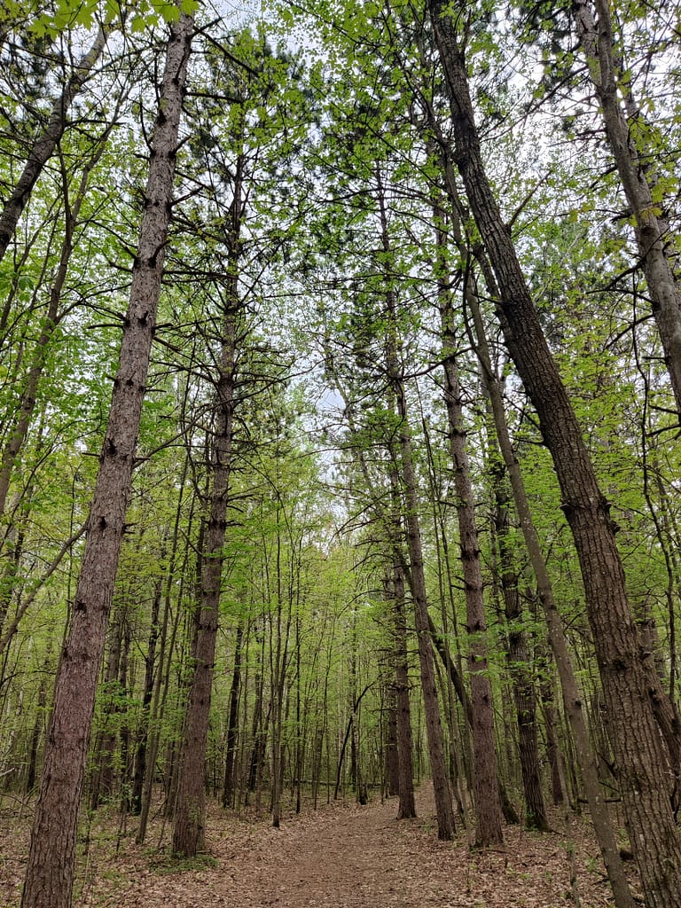 Tall trees on the trail at Charles A. Lindbergh State Park in Little Falls, MN