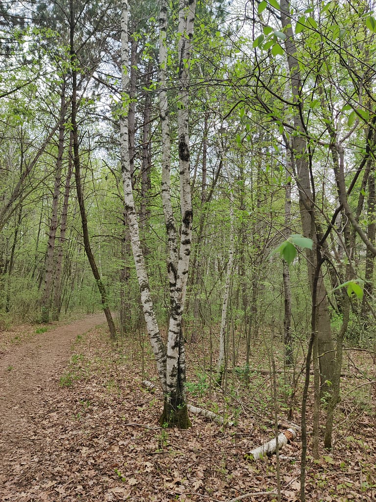 Birch tree on the trail at Charles A. Lindbergh State Park in Little Falls, MN