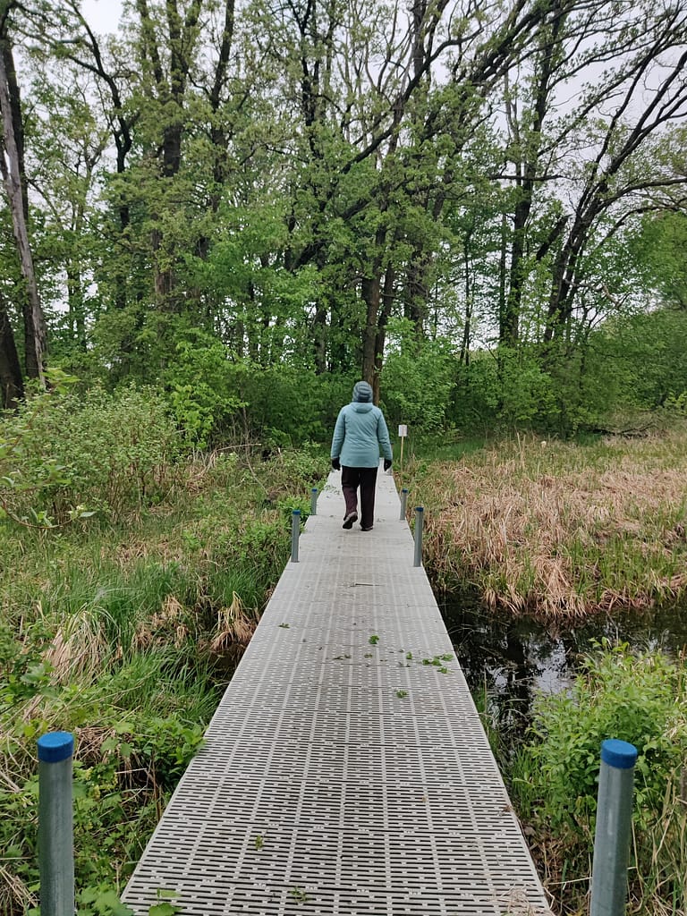 My hiking buddy crossing the bridge over the marsh portion of the High Peak Trail at Glacial Lakes State Park in Starbuck, MN
