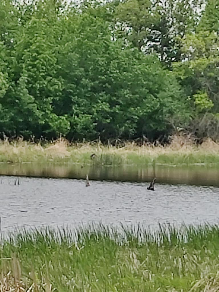 Lake view on the Monson Lake Hiking Club Trail, at Monson Lake State Park in Sunberg, MN