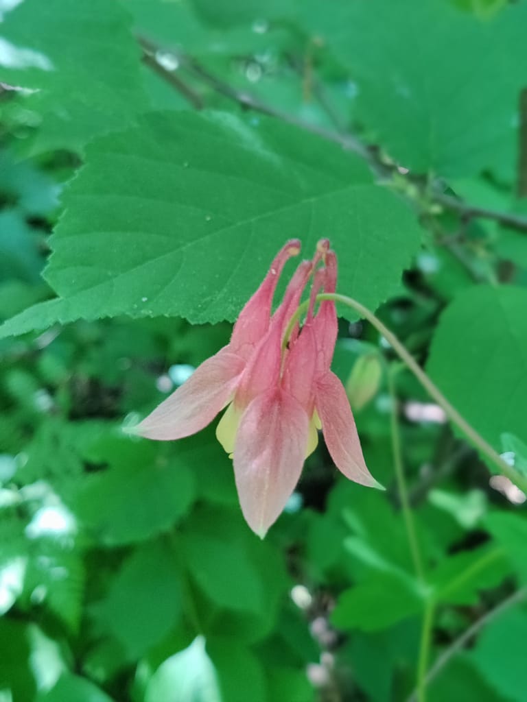 Columbine on the Bog Walk Trail at Lake Bemidji State Park in Bemidji, MN