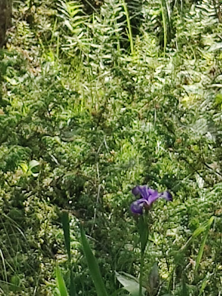 Purple iris on the Bog Walk Trail at Lake Bemidji State Park in Bemidji, MN