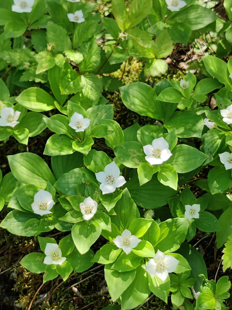 White flowers on the Bog Walk Trail at Lake Bemidji State Park in Bemidji, MN