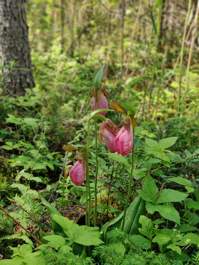 Showy Lady Slippers on the Bog Walk Trail at Lake Bemidji State Park in Bemidji, MN