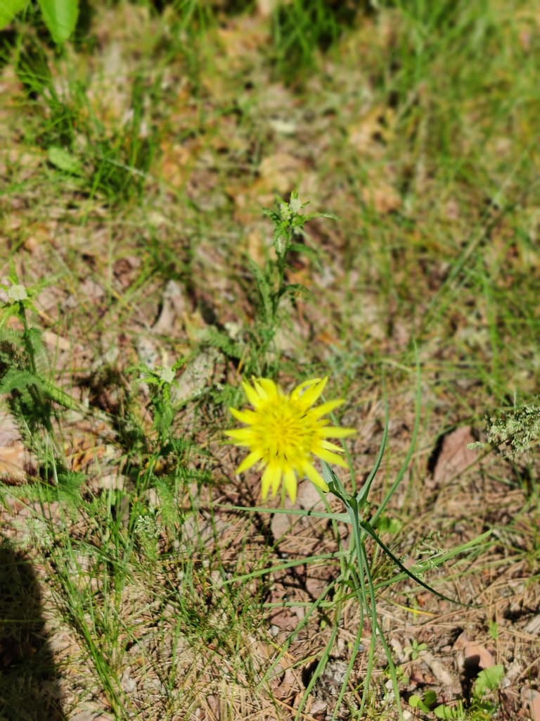 Dandelion on the Bog Walk Trail at Lake Bemidji State Park in Bemidji, MN