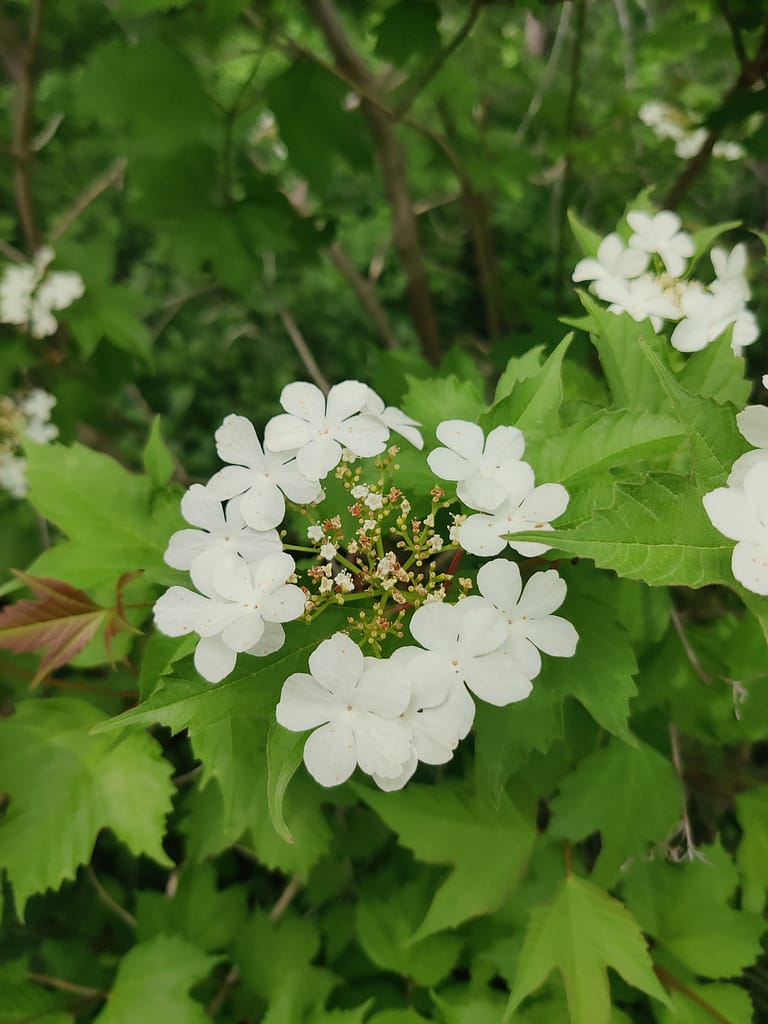 White flowers on the Mississippi Headwaters Trail at Itasca State Park in Park Rapids, MN