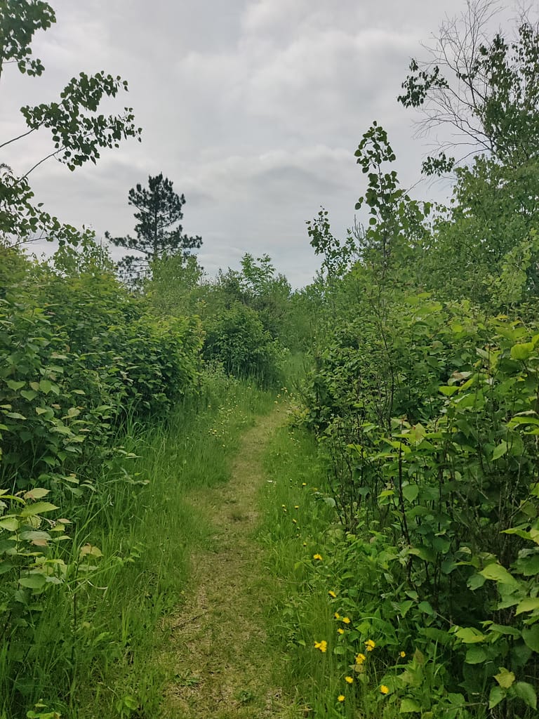 The  River Overlook Trail at La Salle State Recreation Area in Solway, MN