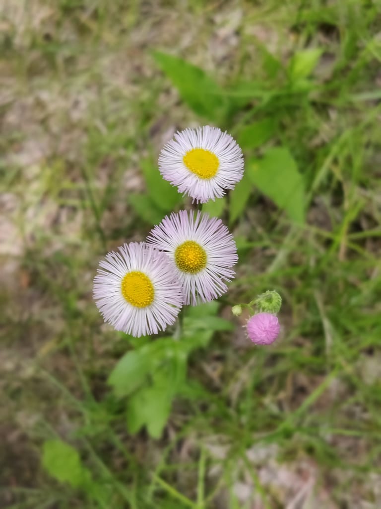 Wildflowers on the River Overlook Trail at La Salle State Recreation Area in Solway, MN