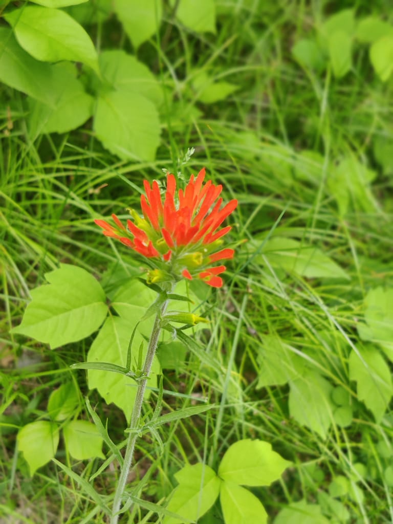 Wildflowers on the River Overlook Trail at La Salle State Recreation Area in Solway, MN