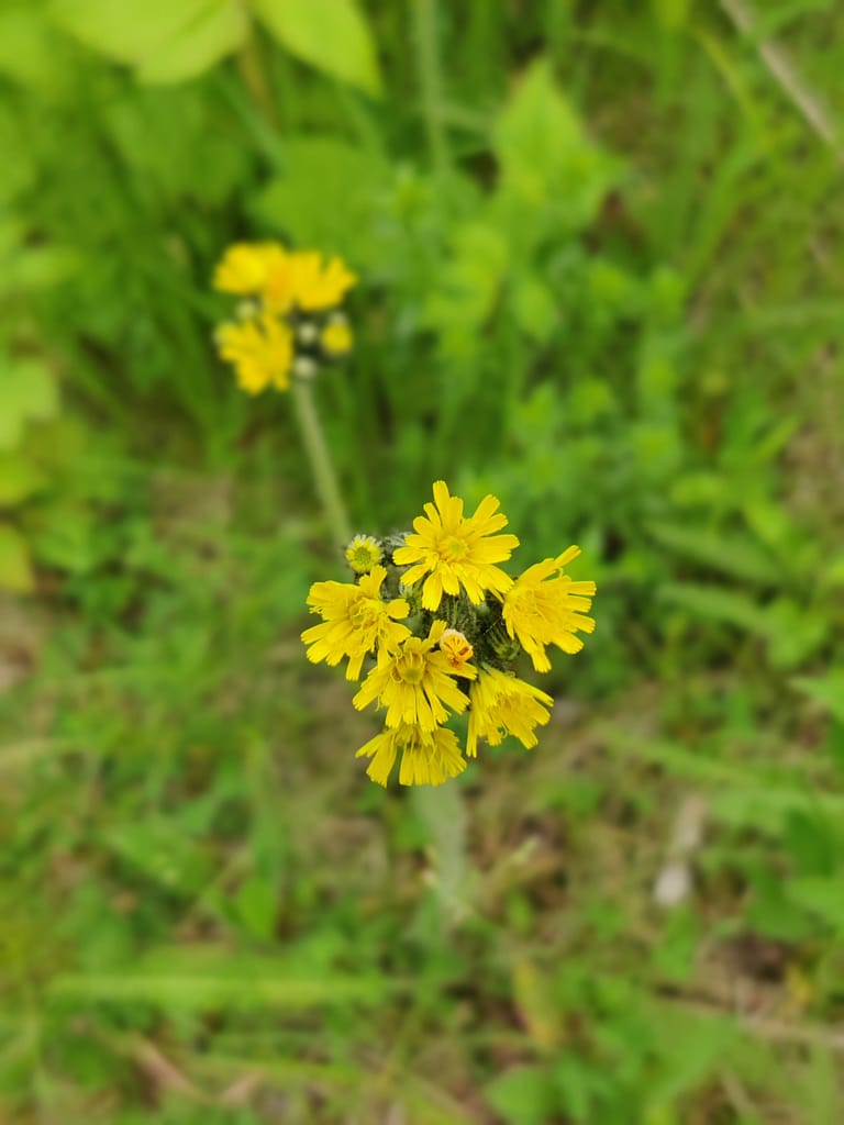 Wildflowers on the River Overlook Trail at La Salle State Recreation Area in Solway, MN
