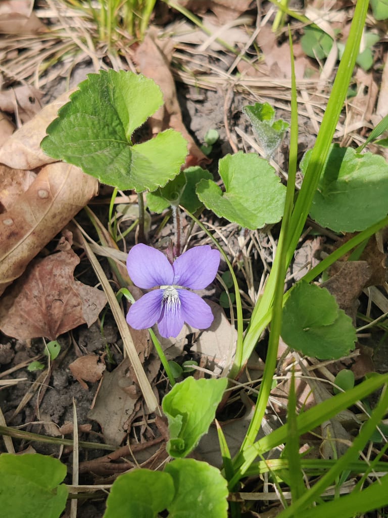 Purple flower on the Woodland Nature Loop at Maplewood State Park in Pelican Rapids, MN