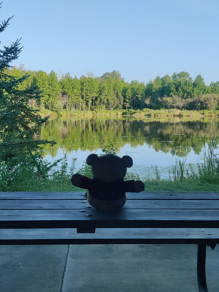 Cardybear enjoying the view in the pavilion at Big Bog SRA in Waskish, MN