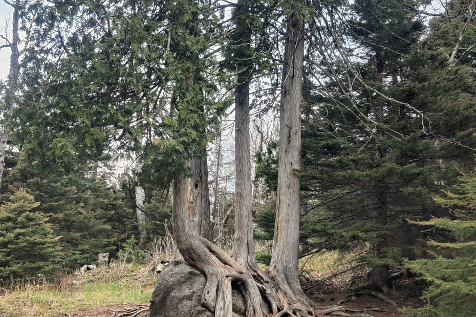 Trees growing over a boulder at Tettegouche State Park