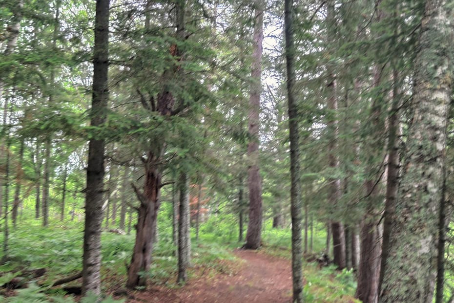 Pine needle covered path through the trees