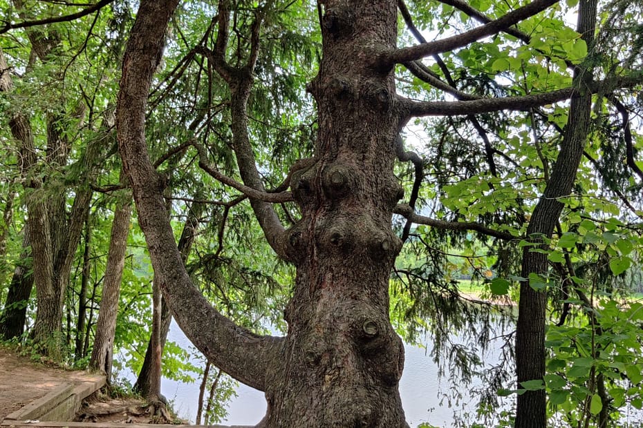 Photo of a tree taken at Wild River State Park. The tree is tall and full of knobs with branches sticking out in unusual ways