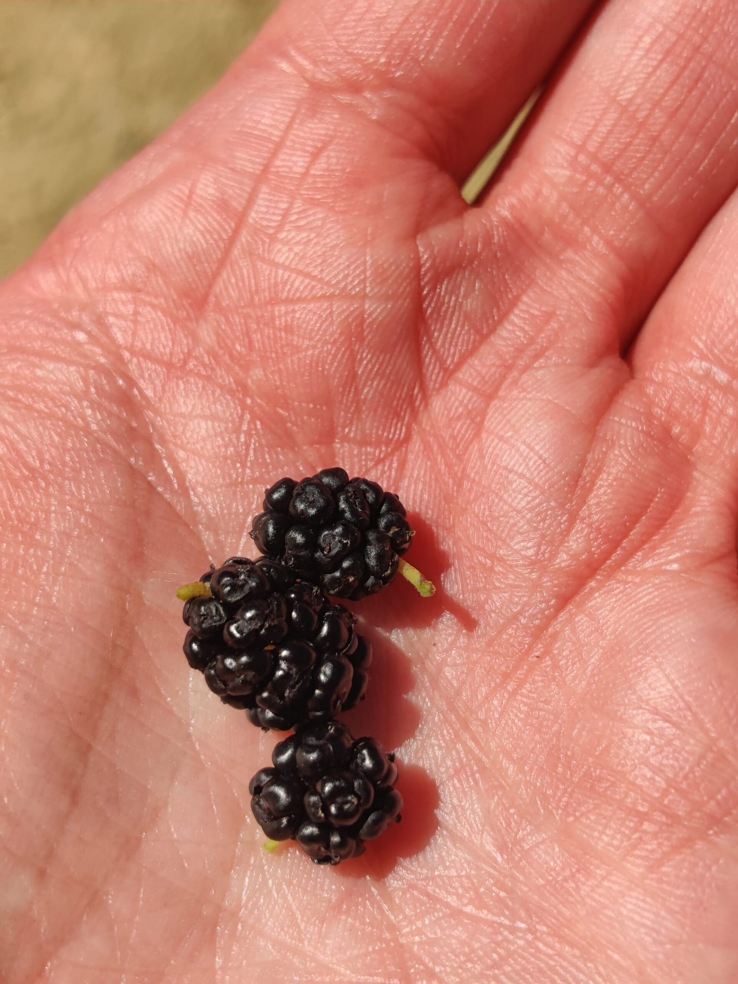 Mulberries at Minneopa State Park in Mankato, MN